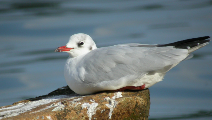 Les oiseaux du bord de mer au cairn de Barnenez